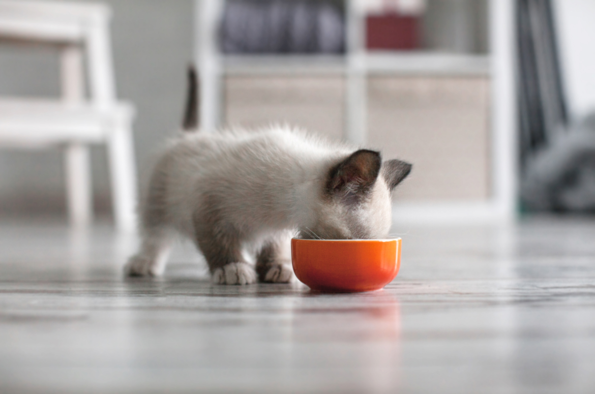 Kuinka ruokkia kissanpentu oikein pienestä pitäen pennuille tarkoitetulla märkäruualla.